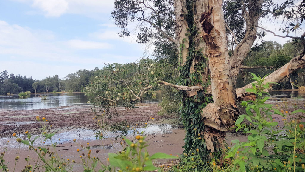 Seaham Swamp