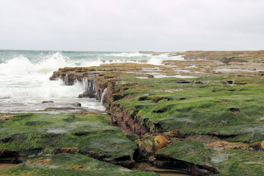 Green Algae on the Rock Platform at Low Tide