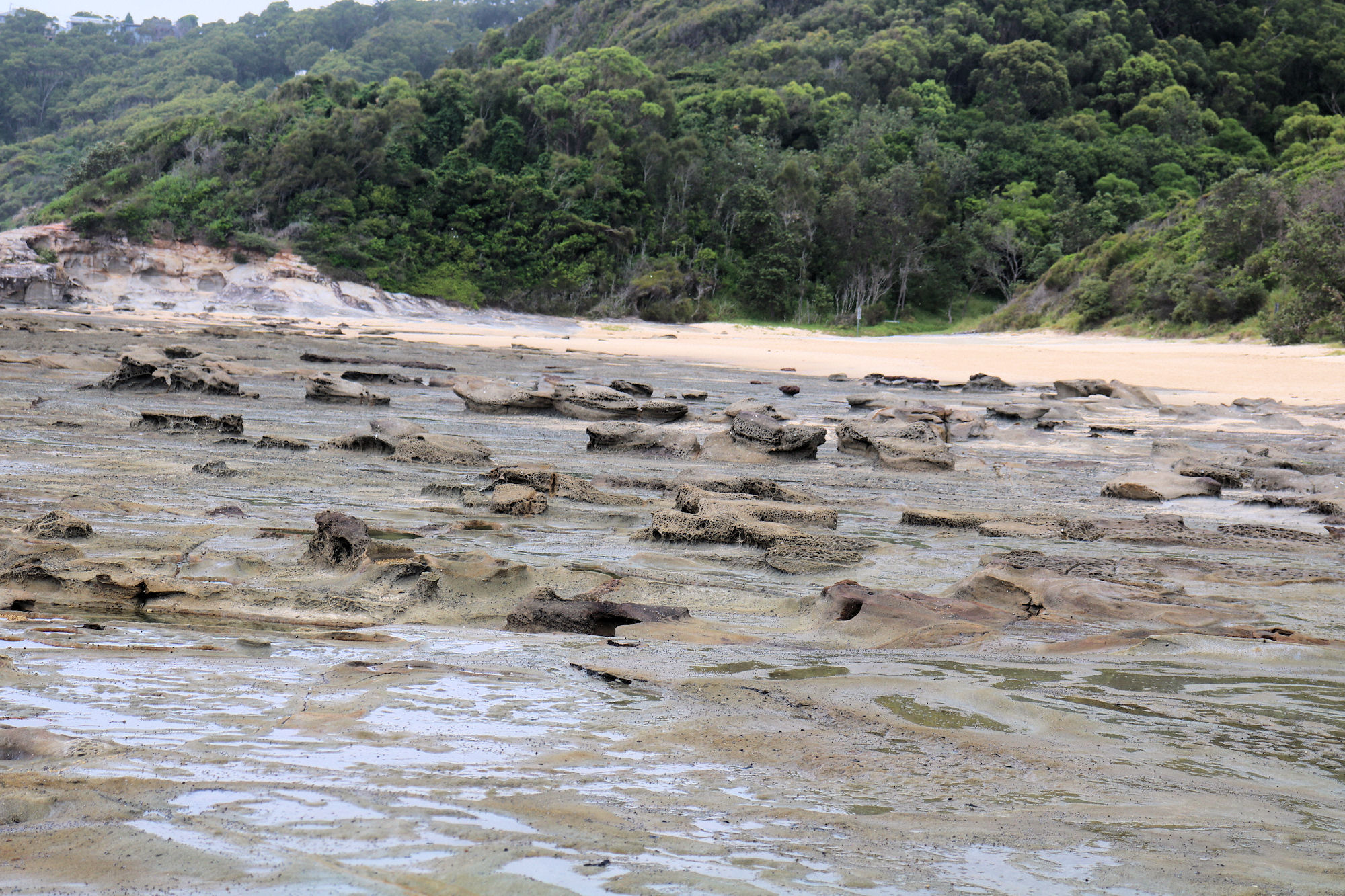 The Fossilised Forest at Dudley Beach