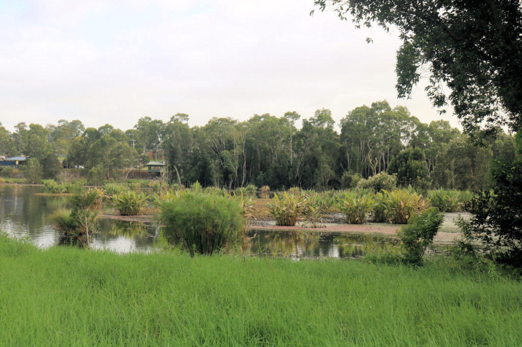 Seaham Swamp