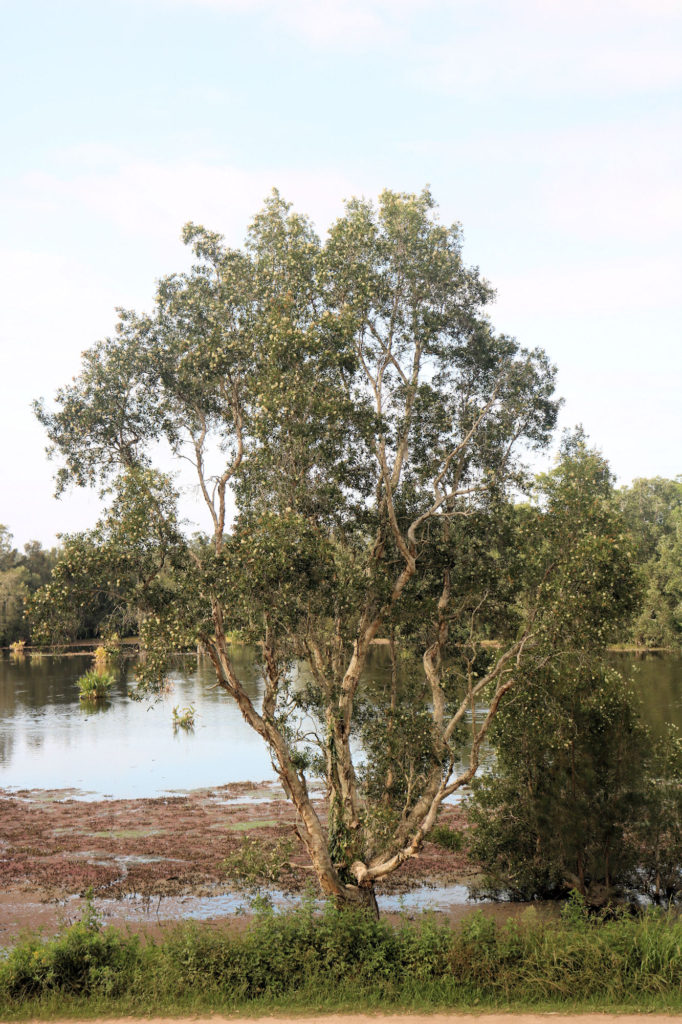 Seaham Swamp From the Birdwatching Hut