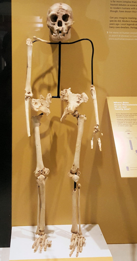 Homo Floresiensis Australian Museum Sydney