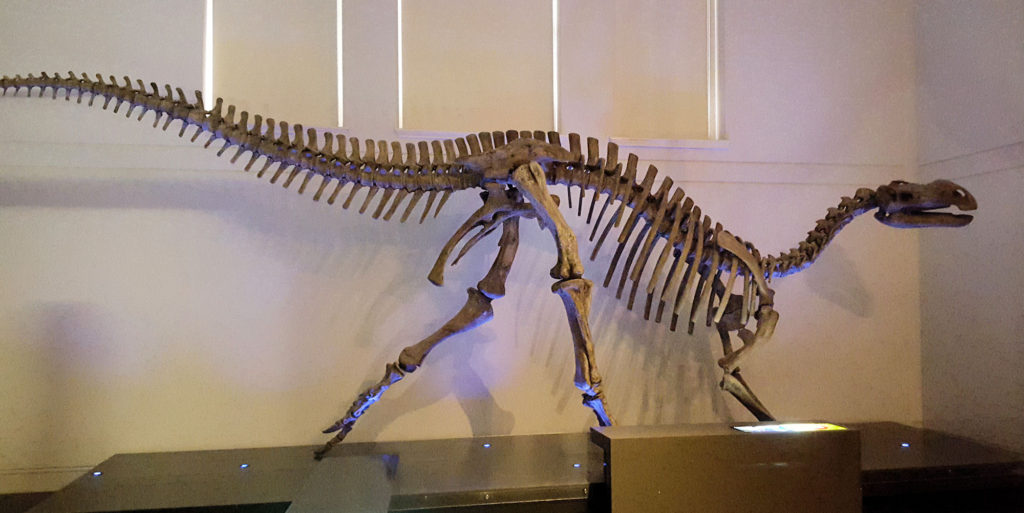 Muttaburrasaurus