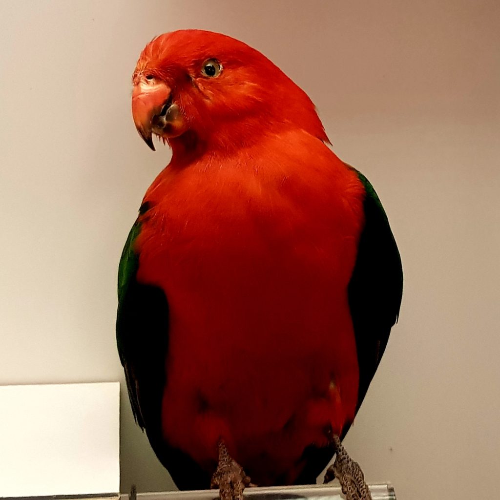 King Parrot