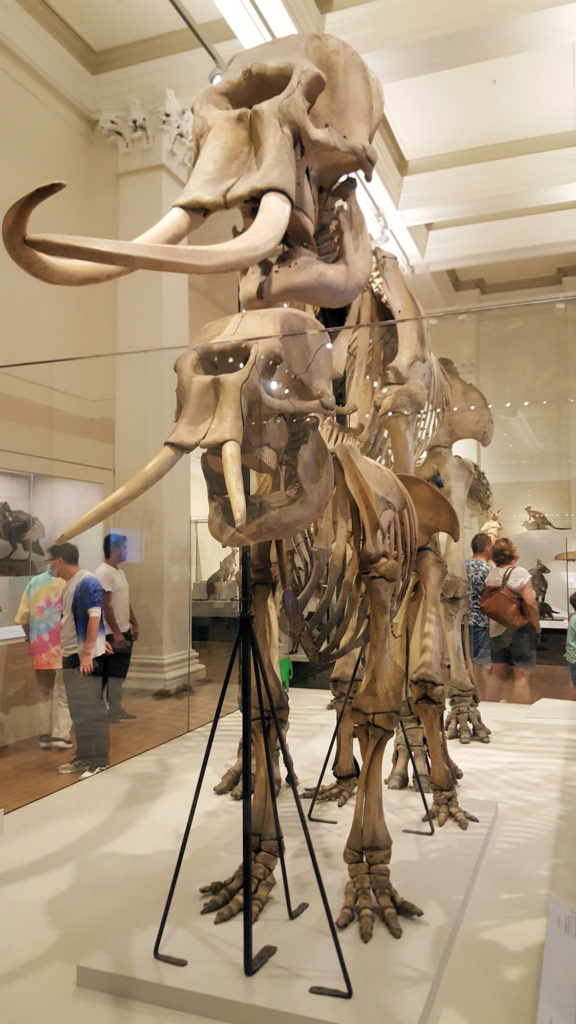 Adult and Juvenile Elephant Skeletons