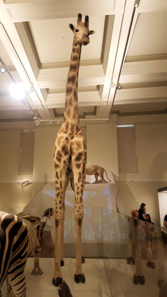 Giraffe