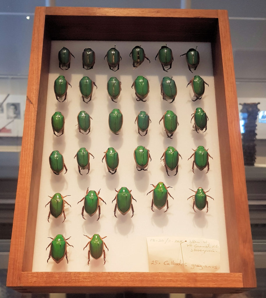 Australian Christmas Beetles Australian Museum Sydney