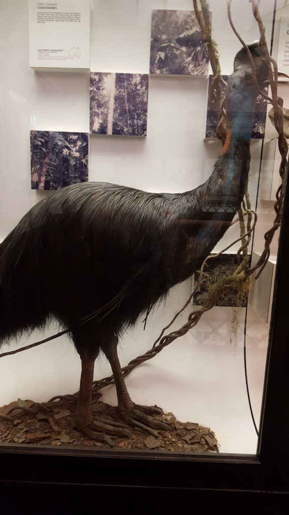 Cassowary