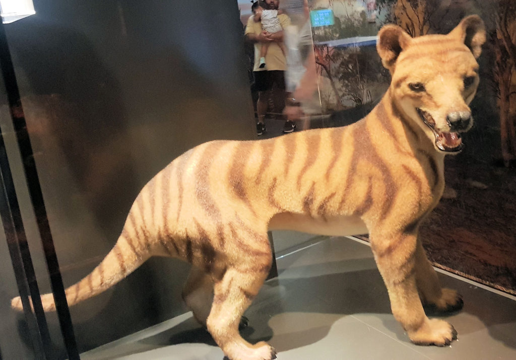 Thylacine or Tasmanian Tiger