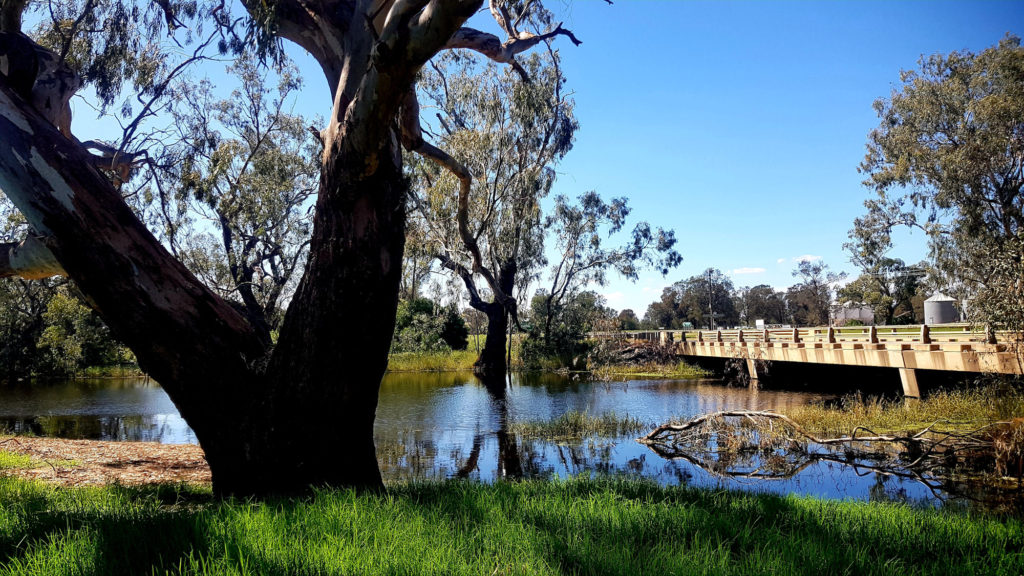 Lake at Argonaut Park Trangie