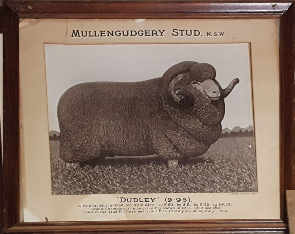 Champion Sheep Dudley From Mullengudgery Stud