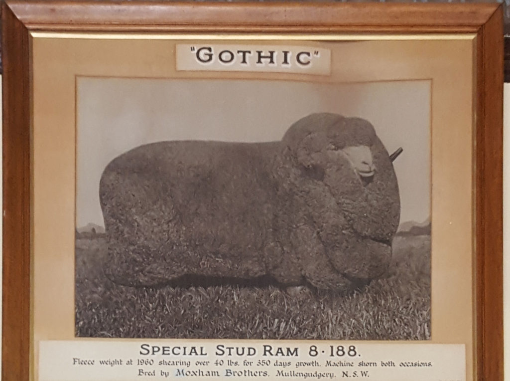 Champion Sheep Gothic From Mullengudgery Stud