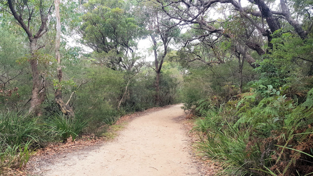 Flat Section of the Coastal Track Through Coastal Scrub