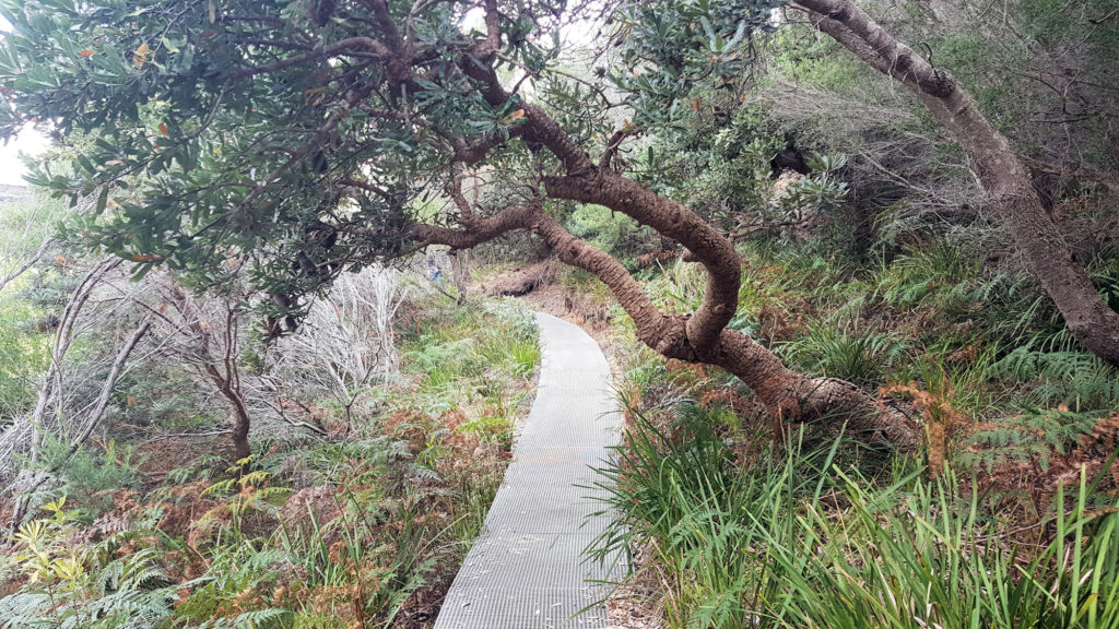 Board Walk on the Coastal Track Through Coastal Scrub