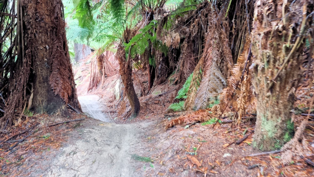 Track Through the Trees