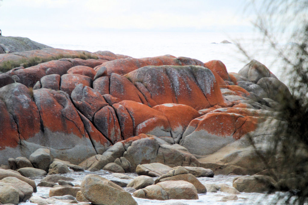 Lichen Colouring the Granite Rocks to Become Orange