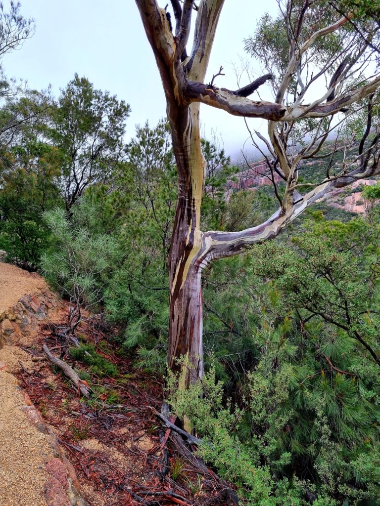 Interesting Bark Colours on a Gum Tree