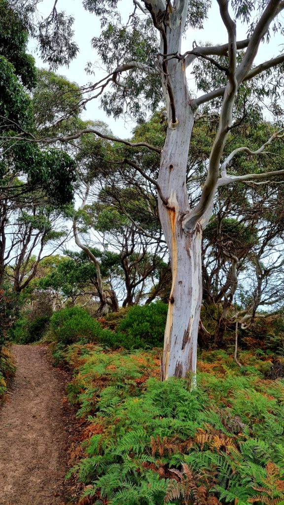 Gum Tree on Cape Queen Elizabeth Track