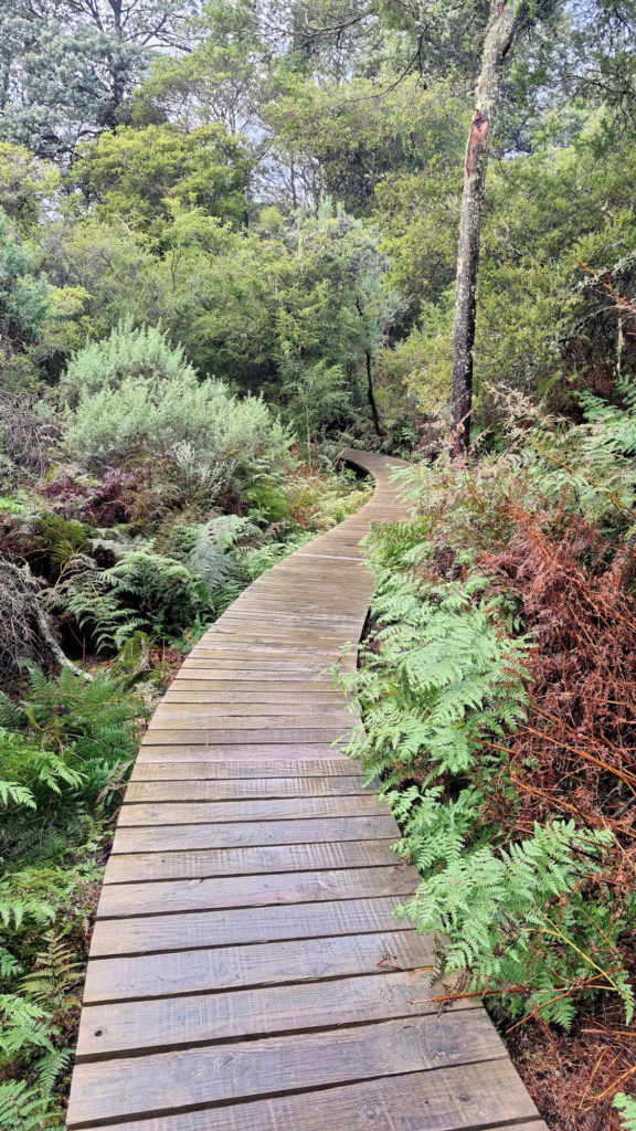 Boardwalk At the Start of the Cape Raoul Track