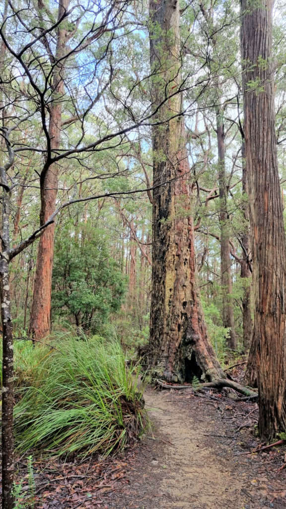 Large Trees in the Open Forest Cape Raoul Track