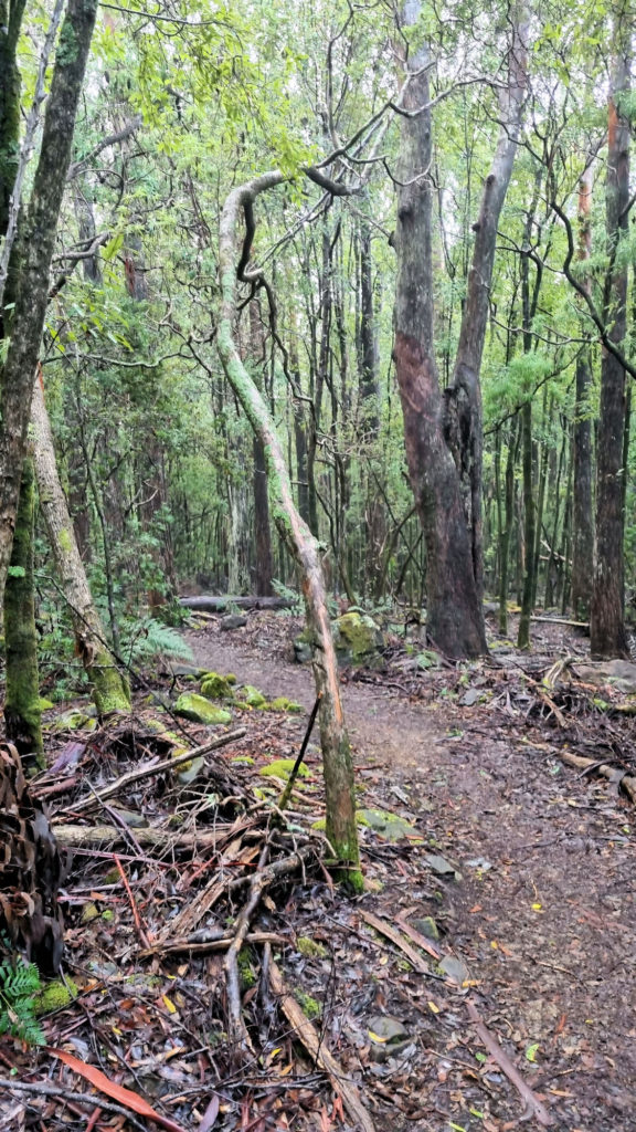 Track Descending Through Dense Growth Trees Cape Raoul Track