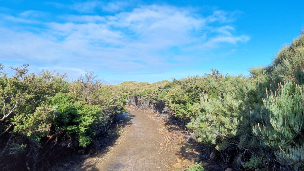 Track Through Low Coastal Banksia Scrub