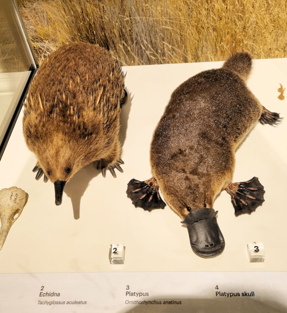 Echidna and Platypus