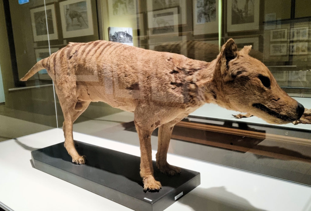 Tasmanian Tiger Tasmanian Museum and Art Gallery