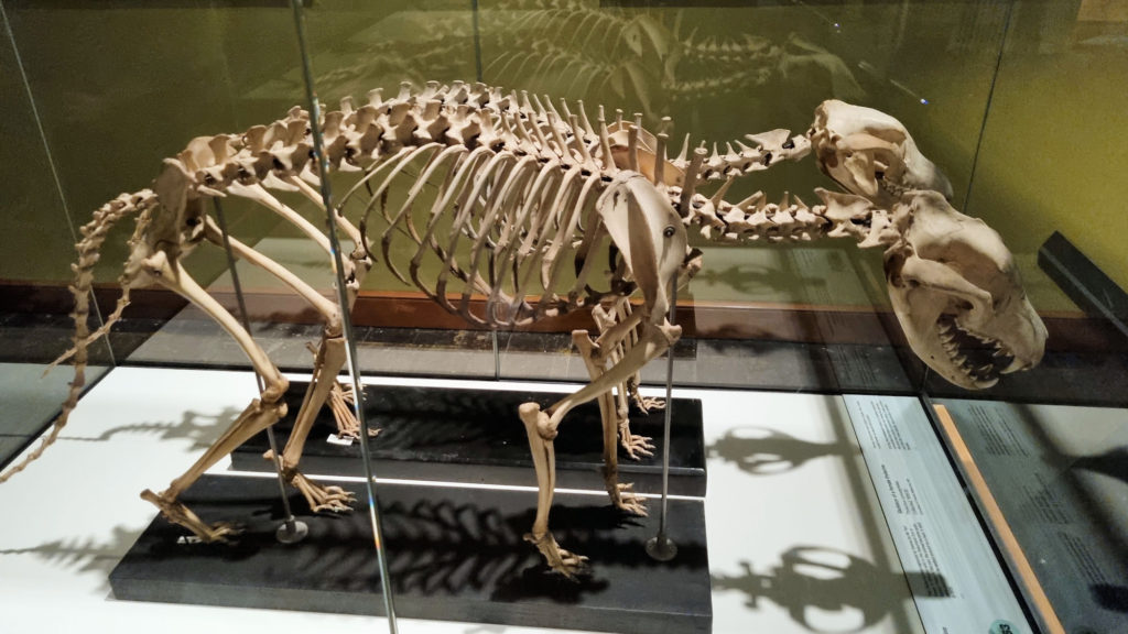 Tasmanian Tiger Skeletons Tasmanian Museum and Art Gallery