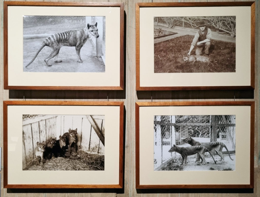 Tasmanian Tiger Photos