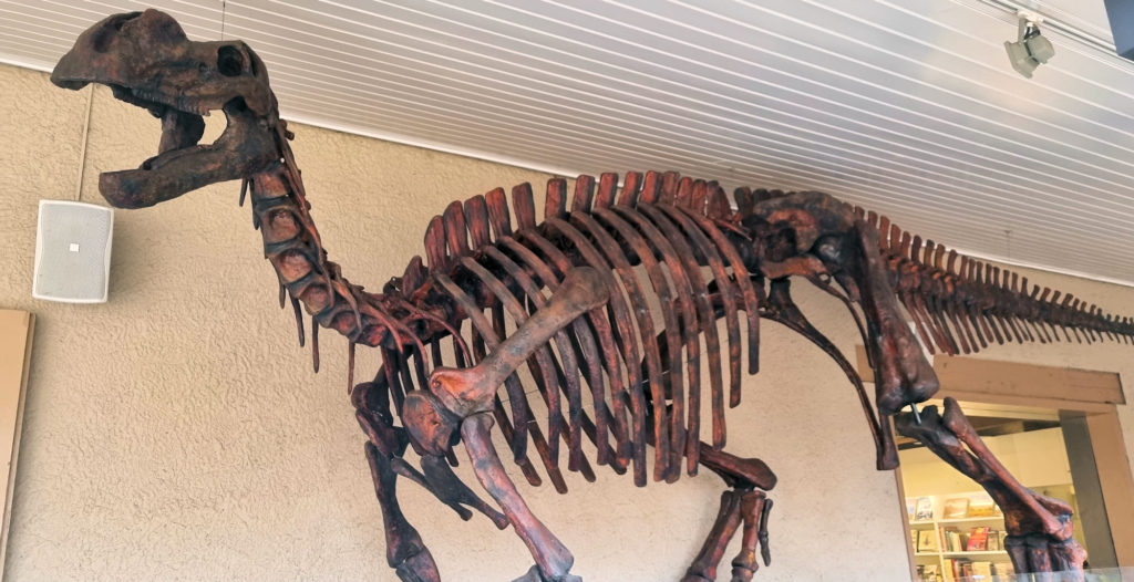 Muttaburrasaurus Tasmanian Museum and Art Gallery