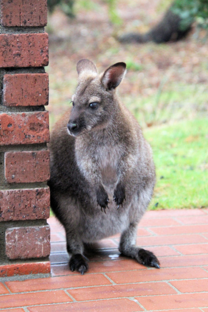 Bennett's Wallaby Outside Our Accommodation