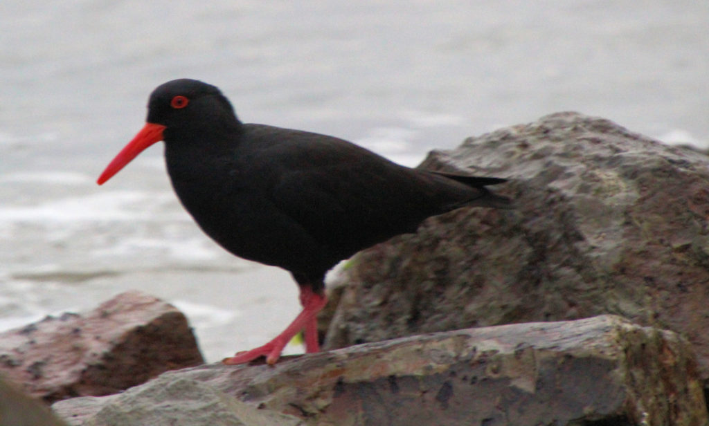 Sooty Oystercatcher