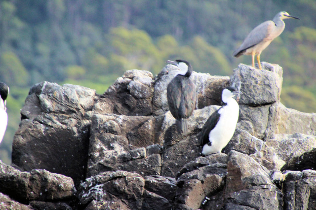 Black-faced Cormorants and a White Faced Heron