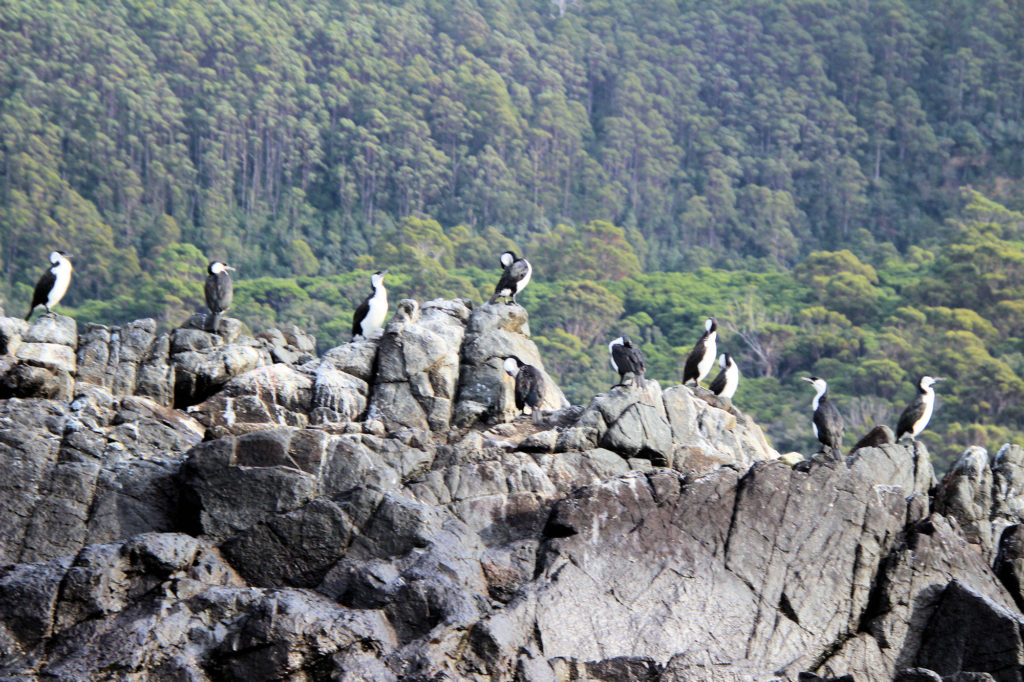 Black-faced Cormorants