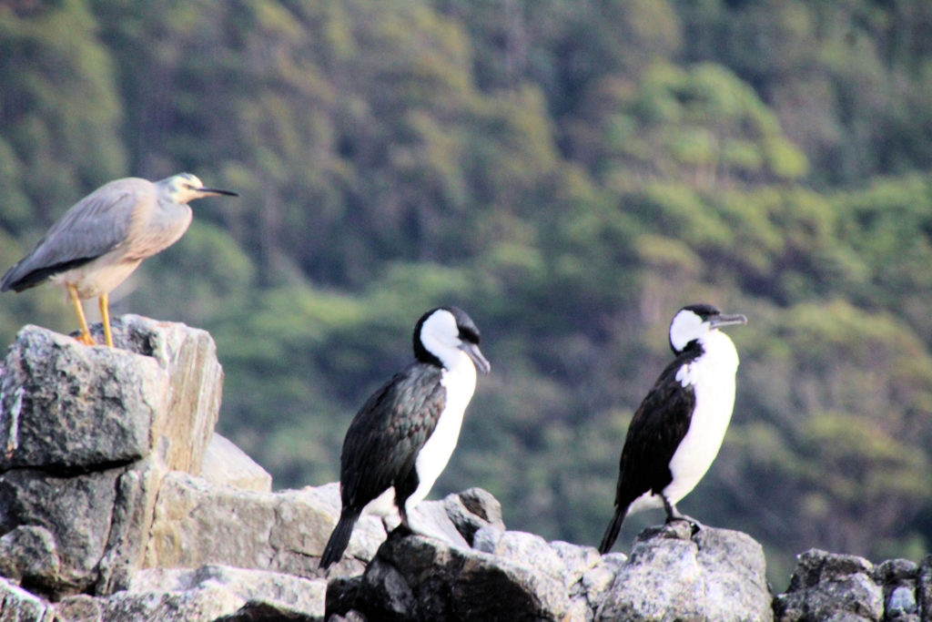 Black-faced Cormorants and a White Faced Heron