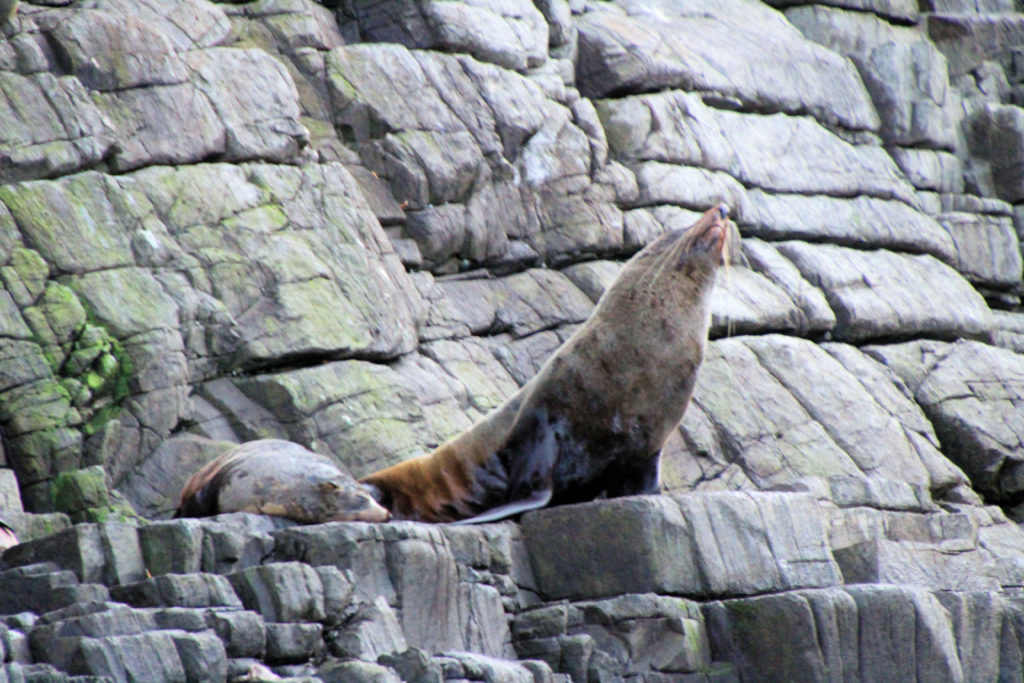 New Zealand Fur Seals Bruny Island