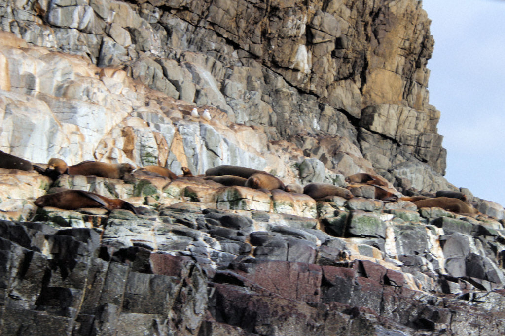 Australian Fur Seals on The Friars Bruny Island