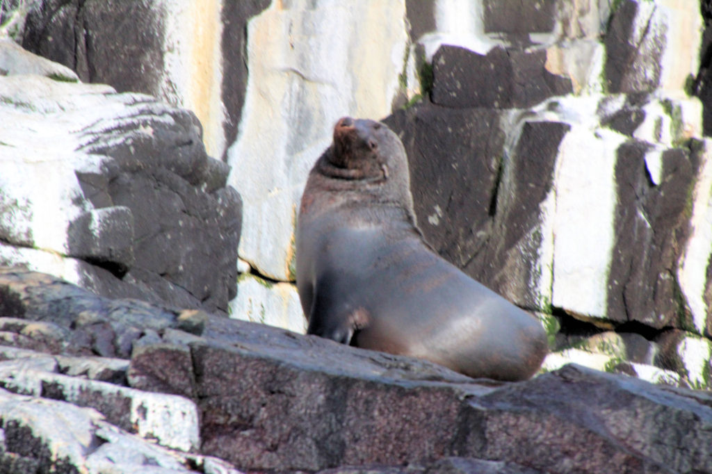 Australian Fur Seal