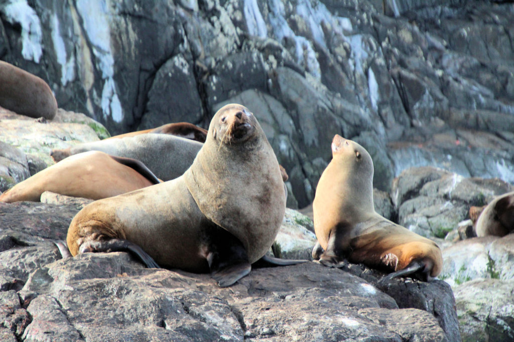 Australian Fur Seals on The Friars Bruny Island Bruny Island Wilderness Cruise