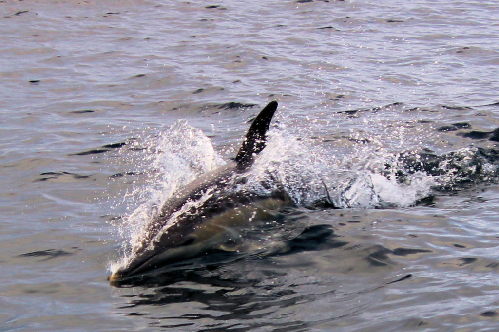 Dolphin Swimming Next to the Boat Bruny Island Wilderness Cruise