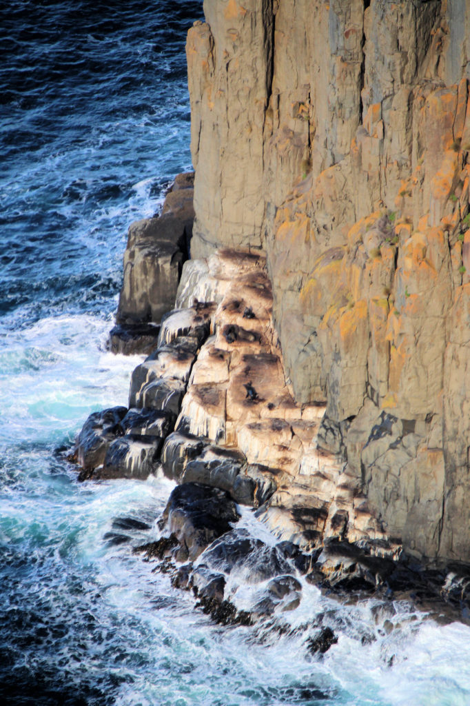 Seal Colony on the Rocks at Cape Raoul