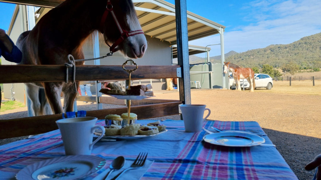 Morning Tea Clydesdale Experience in the Upper Hunter