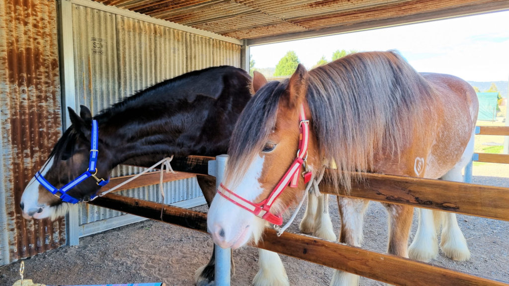 Hunter and Leroy at Morning Tea