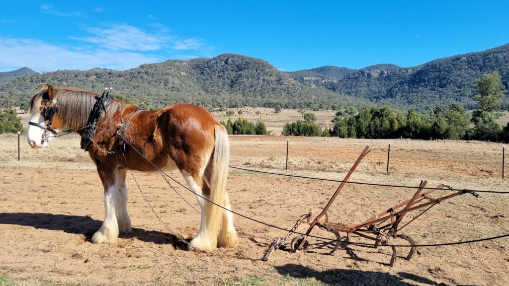 Leroy About to Start Work Clydesdale Experience in the Upper Hunter