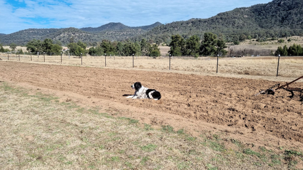 Harvey Relaxing After a Hard Day Supervising