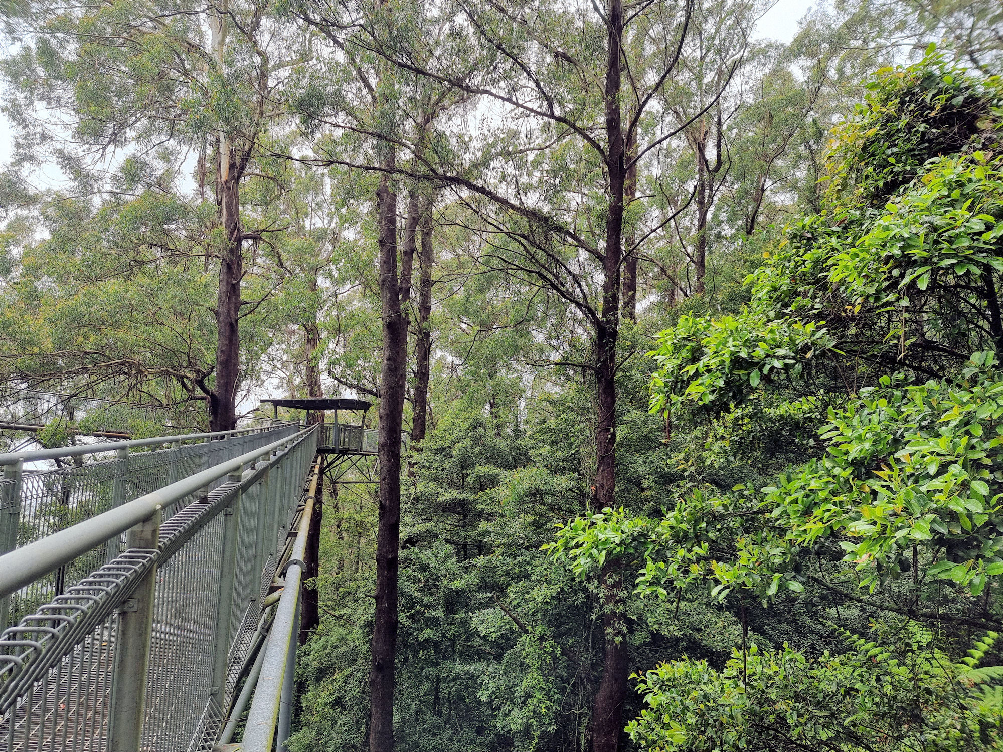 The walkway and trees