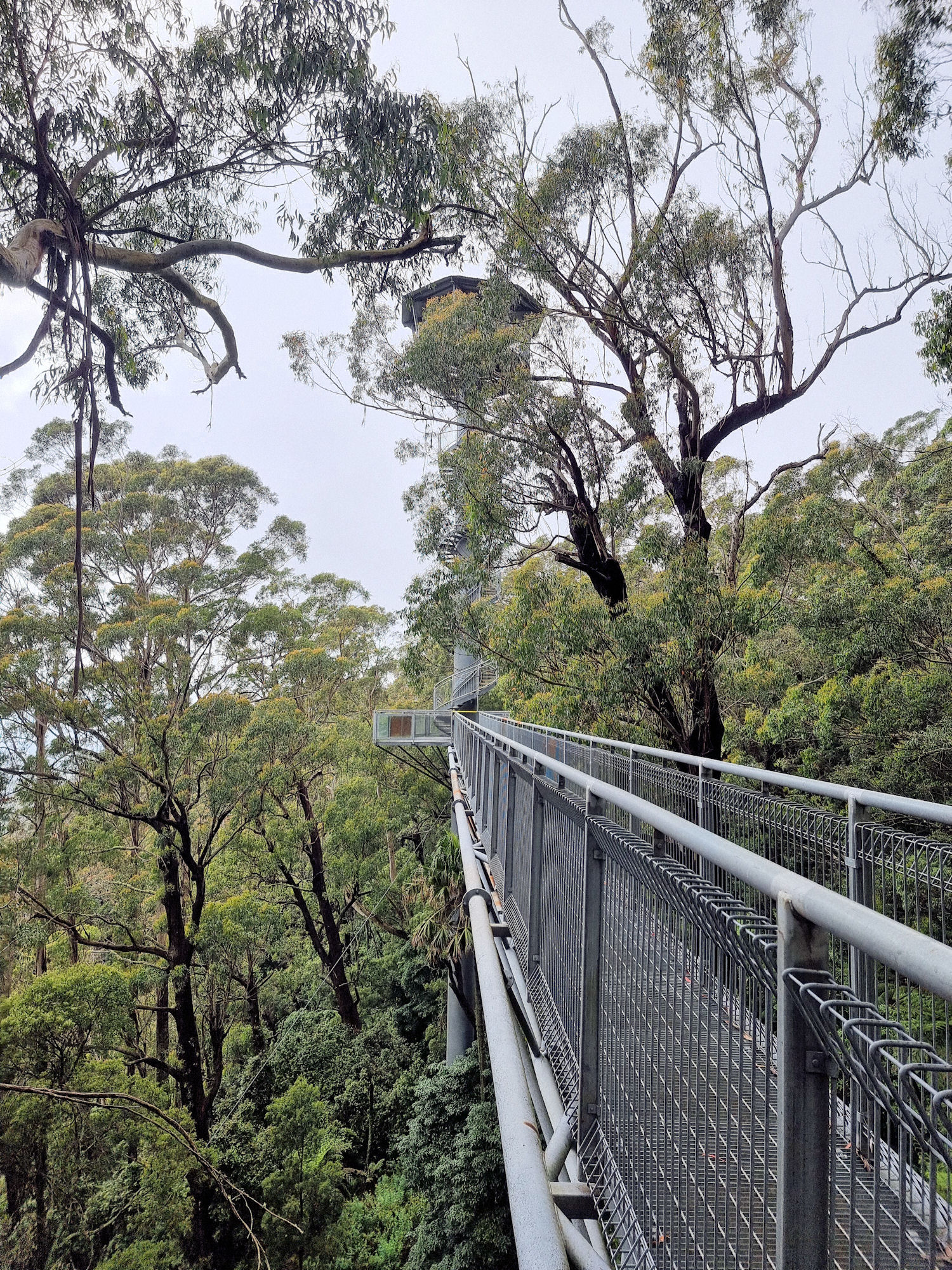 The walkway and trees Illawarra Fly Treetop Walk