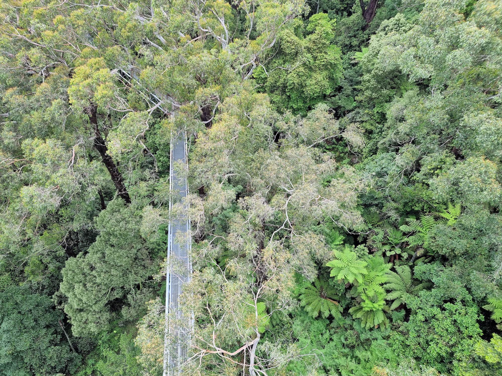 The walkway and tree tops from the tower Illawarra Fly Treetop Walk