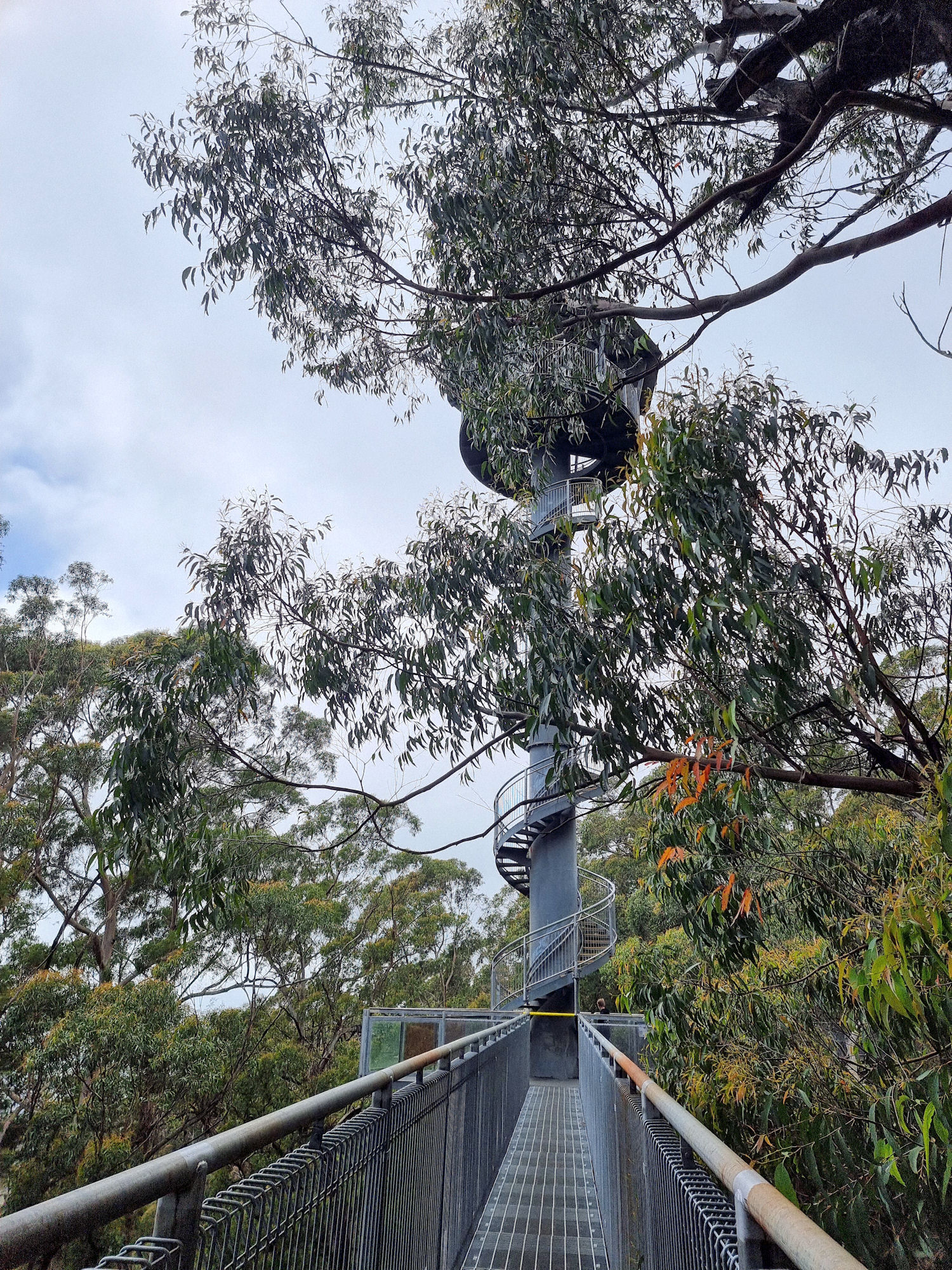 Observation tower Illawarra Fly Treetop Walk